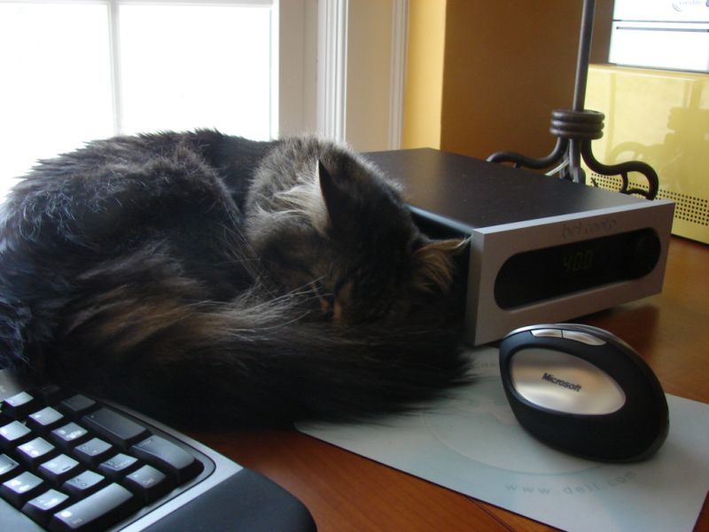 BelCantoCat2.jpg